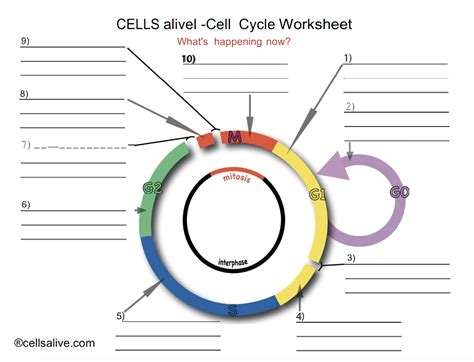 30 Cells Alive Cell Cycle Worksheet | Education Template
